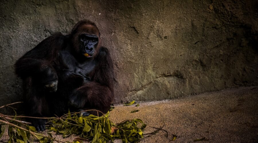 Comment Ajouter des Étagères en Cage pour un Rangement Industriel